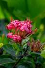 Ixora coccinea Art Print